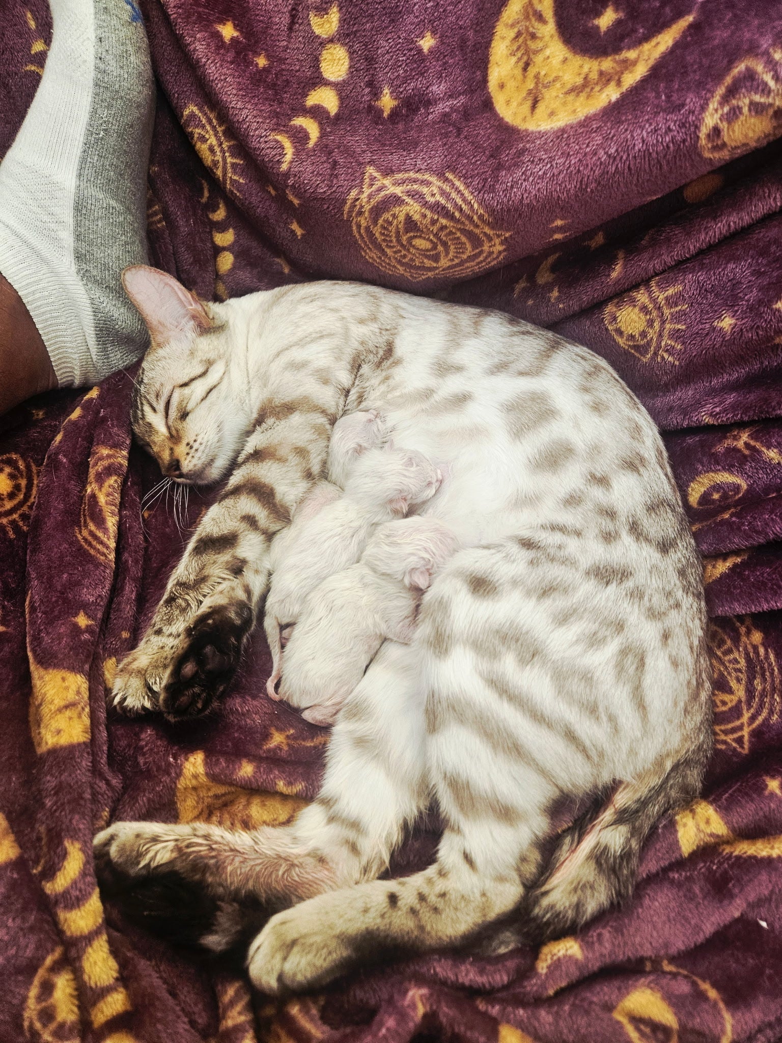 Available Snow Bengal Kittens in Utah & Surrounding States