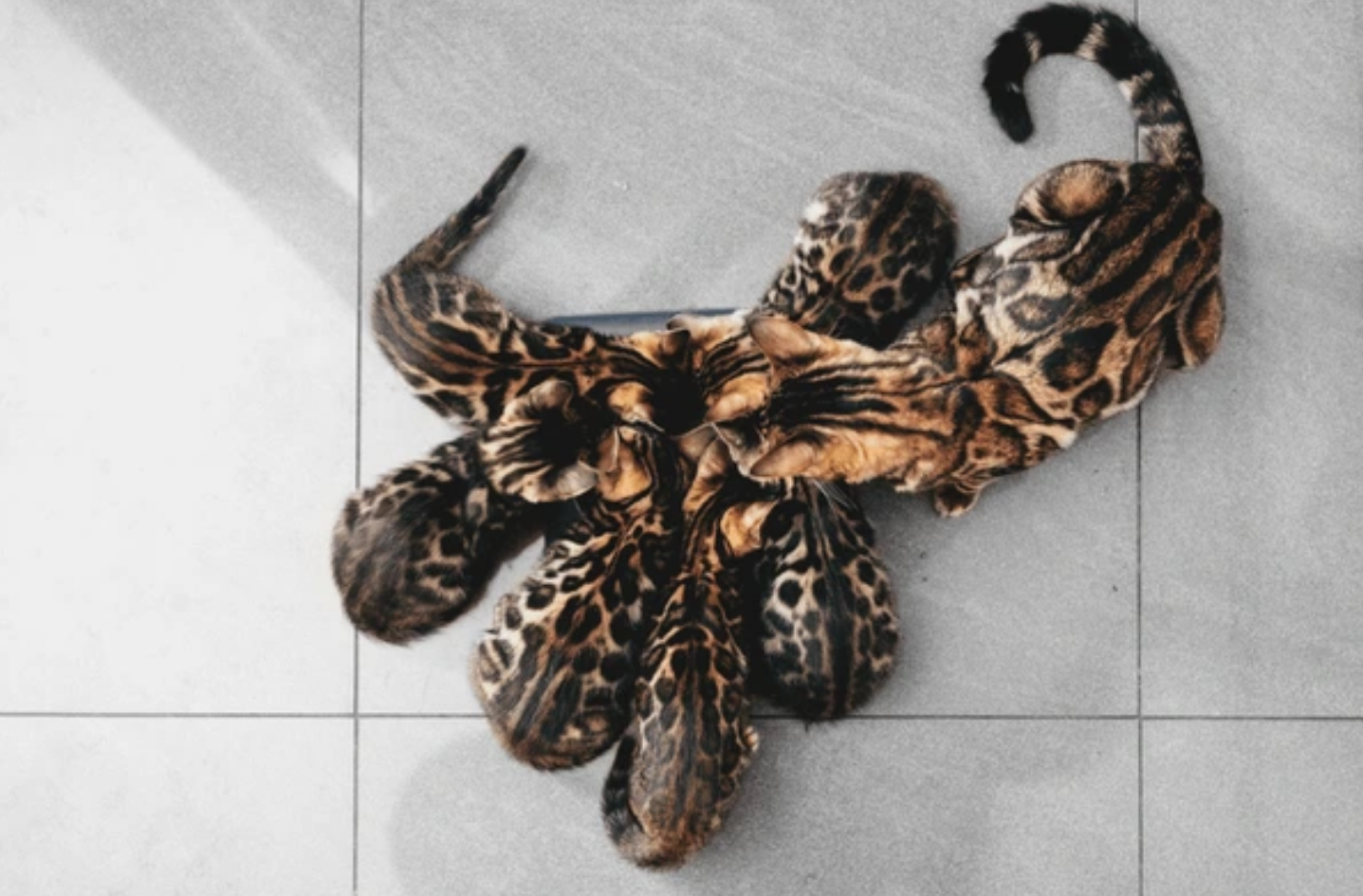 Bengal Kittens: A Family-Raised Snow Bengal Cattery in Utah