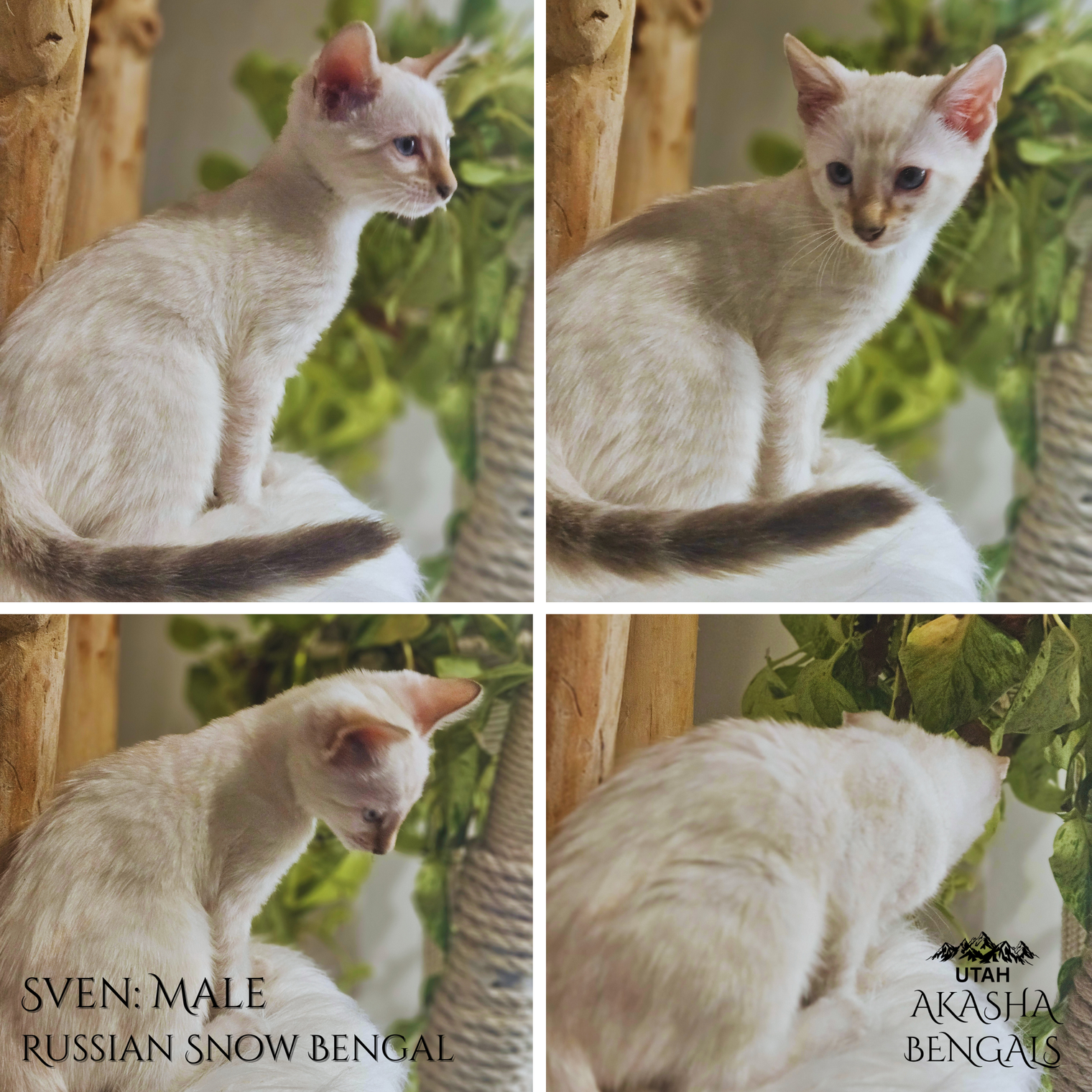 Our New Snow Bengal Litter & Why Their Pattern Develops Later